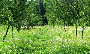 Nature Garden and Orchard